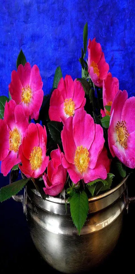 Pink flowers vas