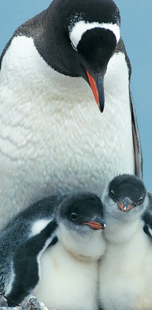 Penguin-family