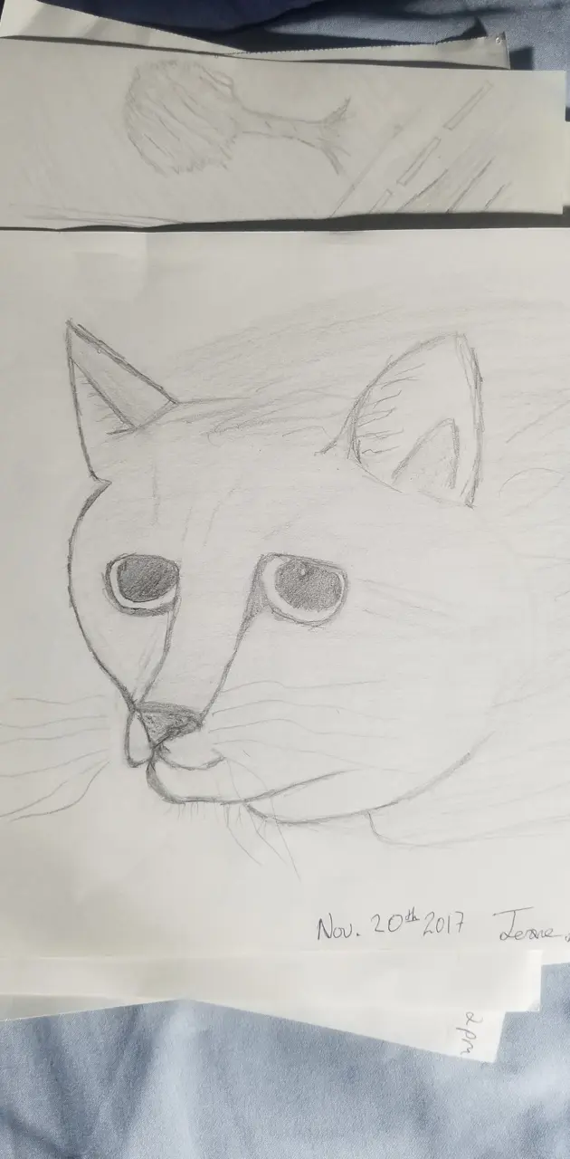 Sketch of Cat