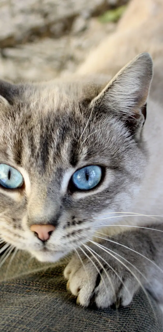 Cat blue eyes