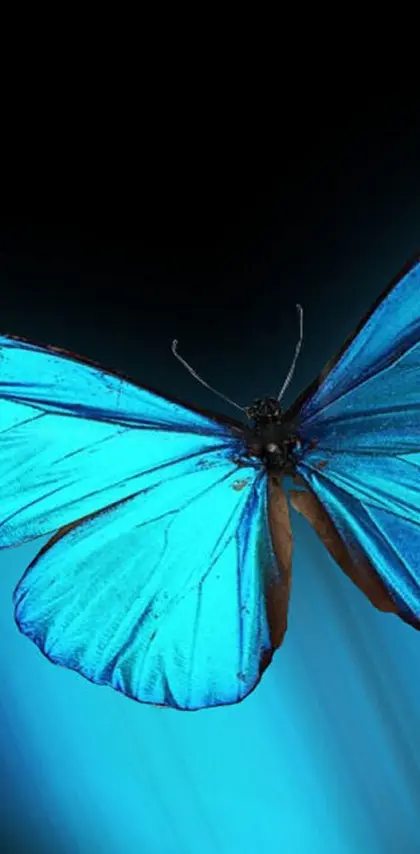 Blue Butterfly M