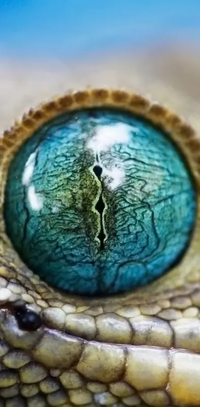 Eye Of Snake