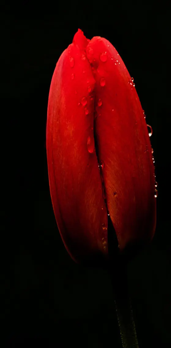 Red   Flower