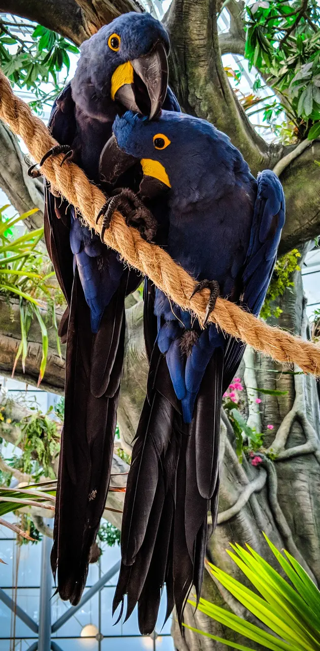 Beautiful Macaws