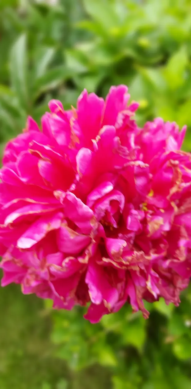 poprot flower