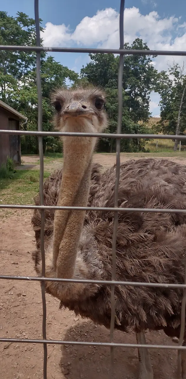 Ostrich