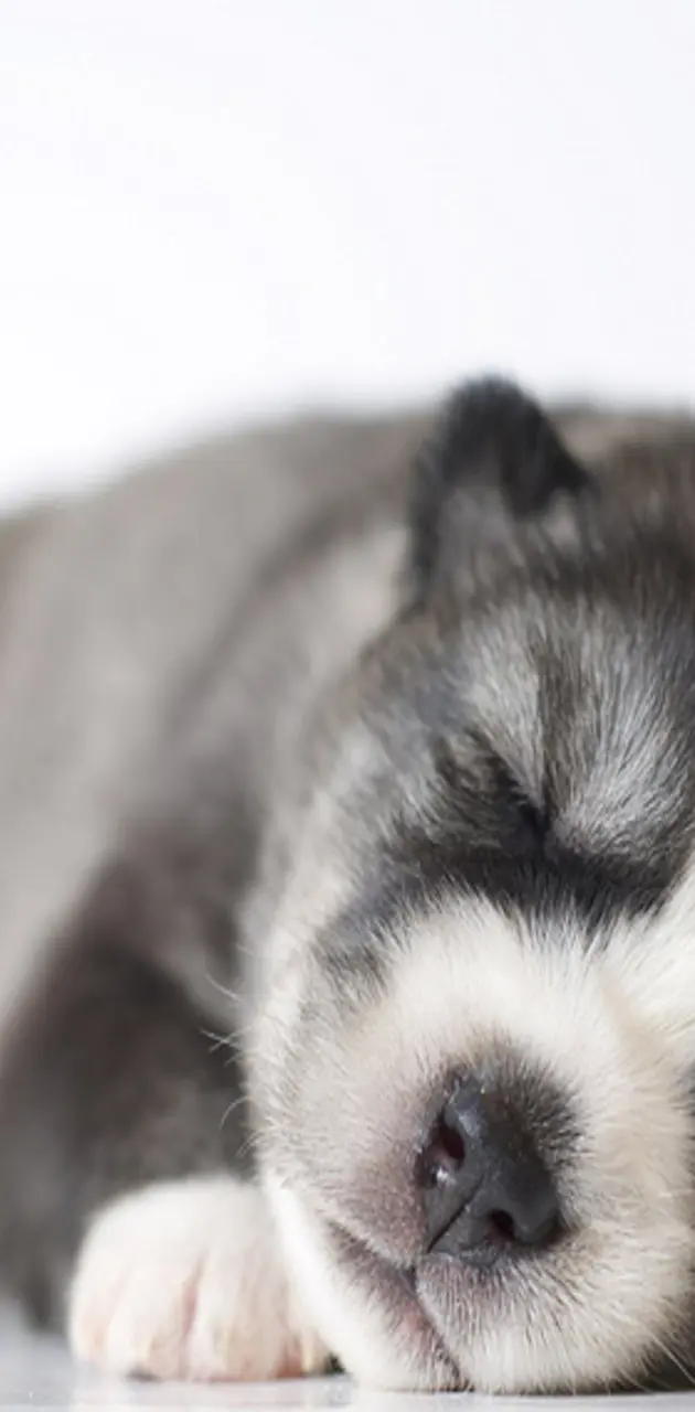 Husky Puppey Sleep