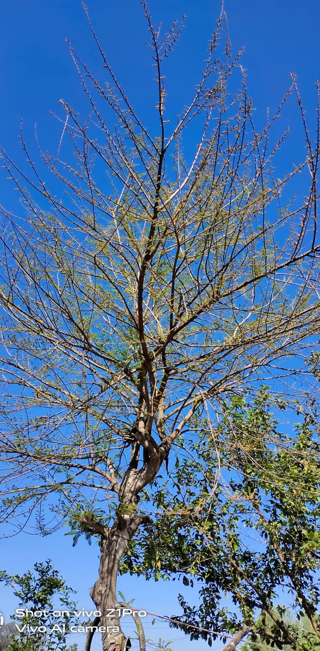 Aamla tree