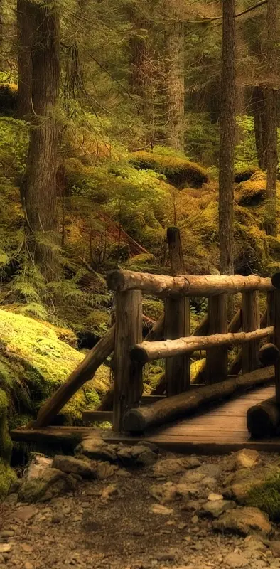 Bridge In The Woods