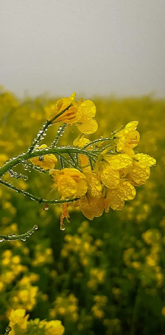 mustard flower