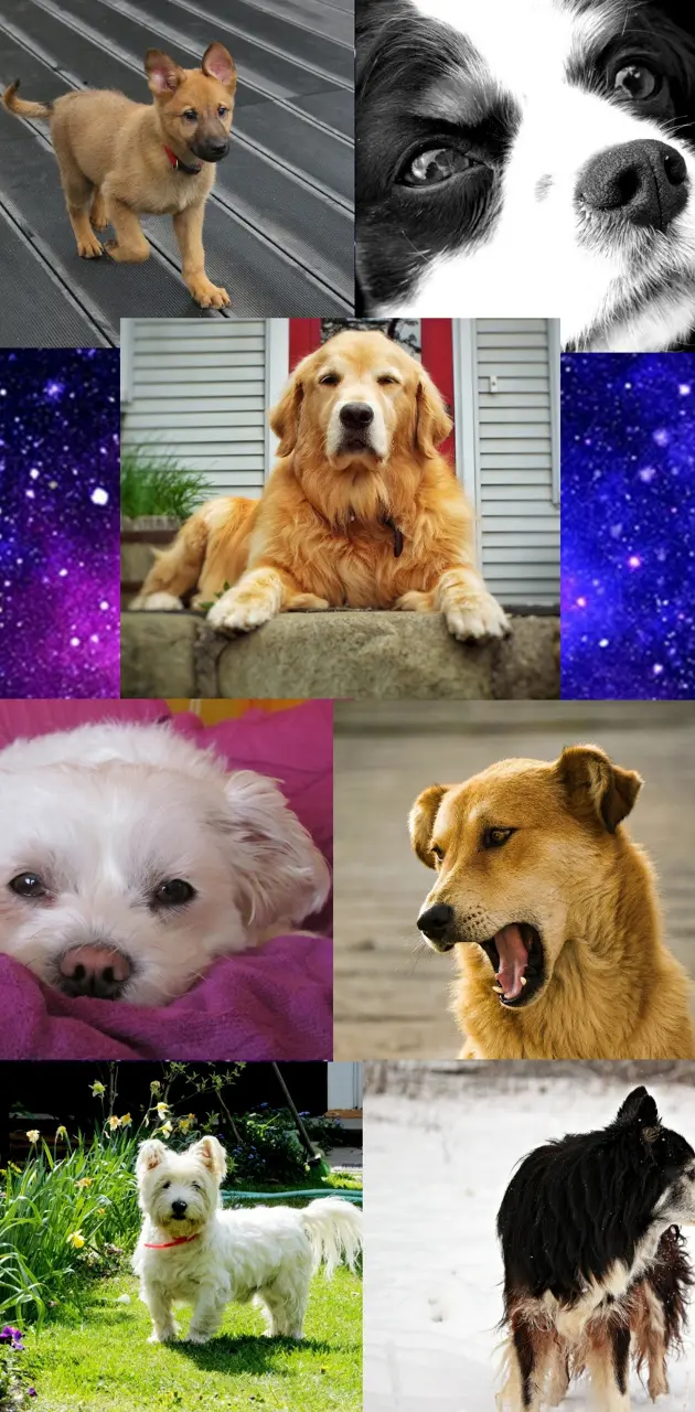 Galaxy dog
