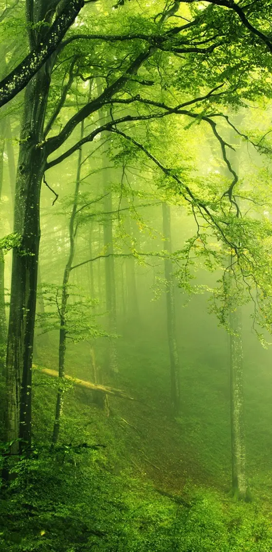 Fogy Forest
