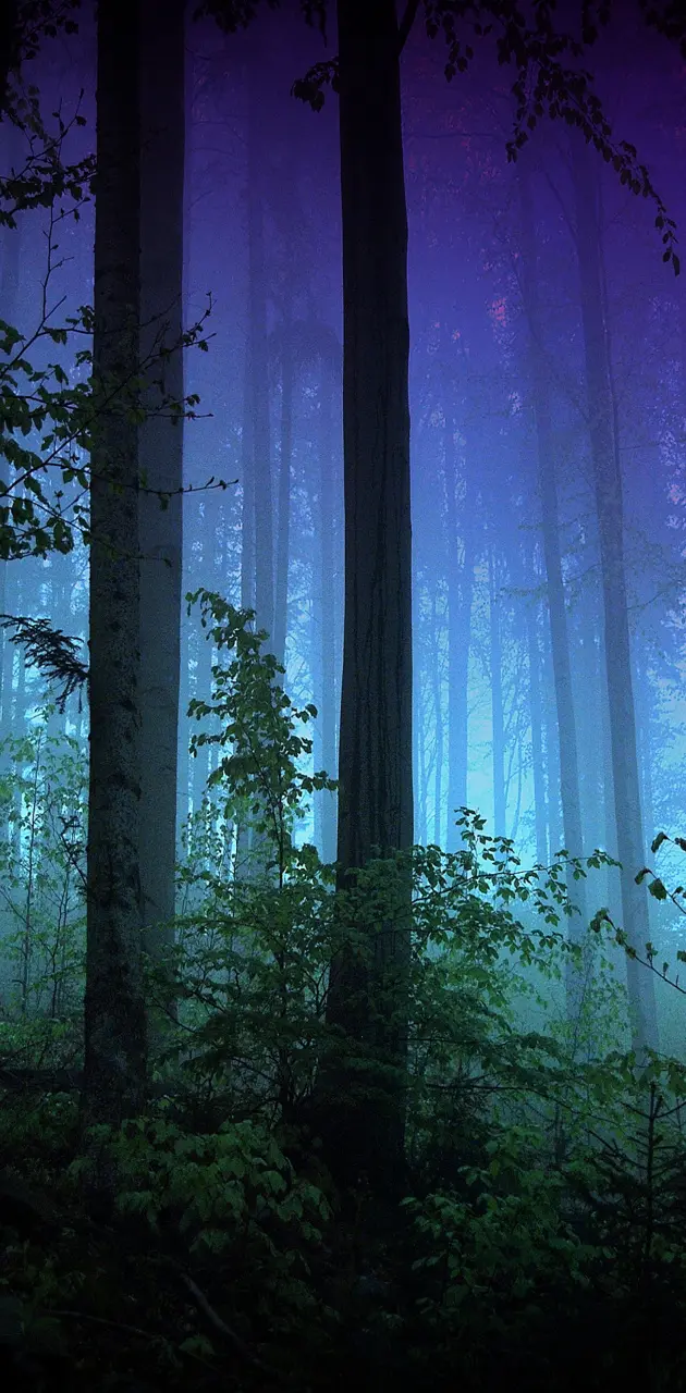 Night Forest wallpaper by Mr__Wanted - Download on ZEDGE™ | d5a5