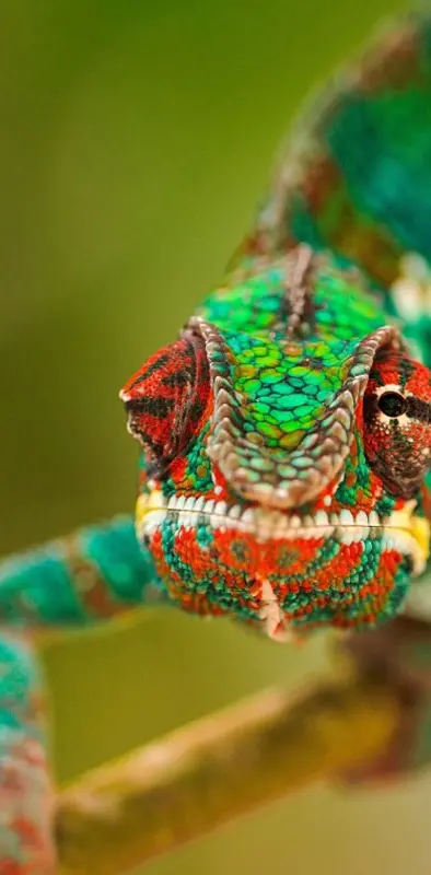 colors chameleon