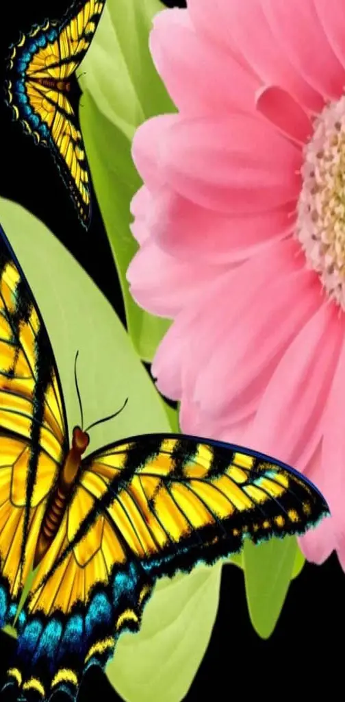 Daisy butterflies