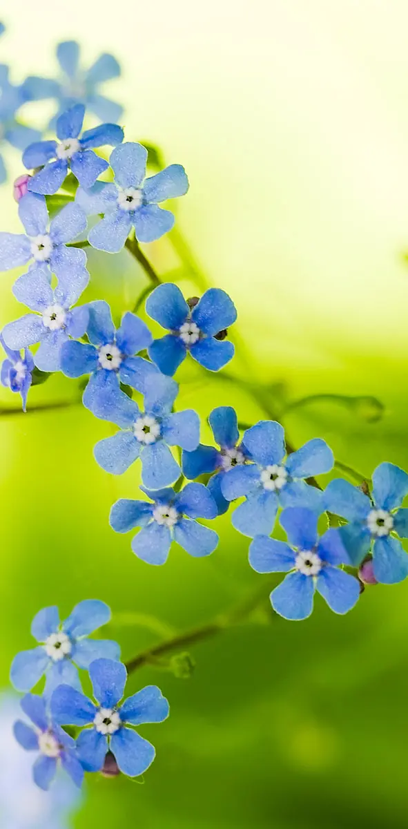 Green Blue Flowers