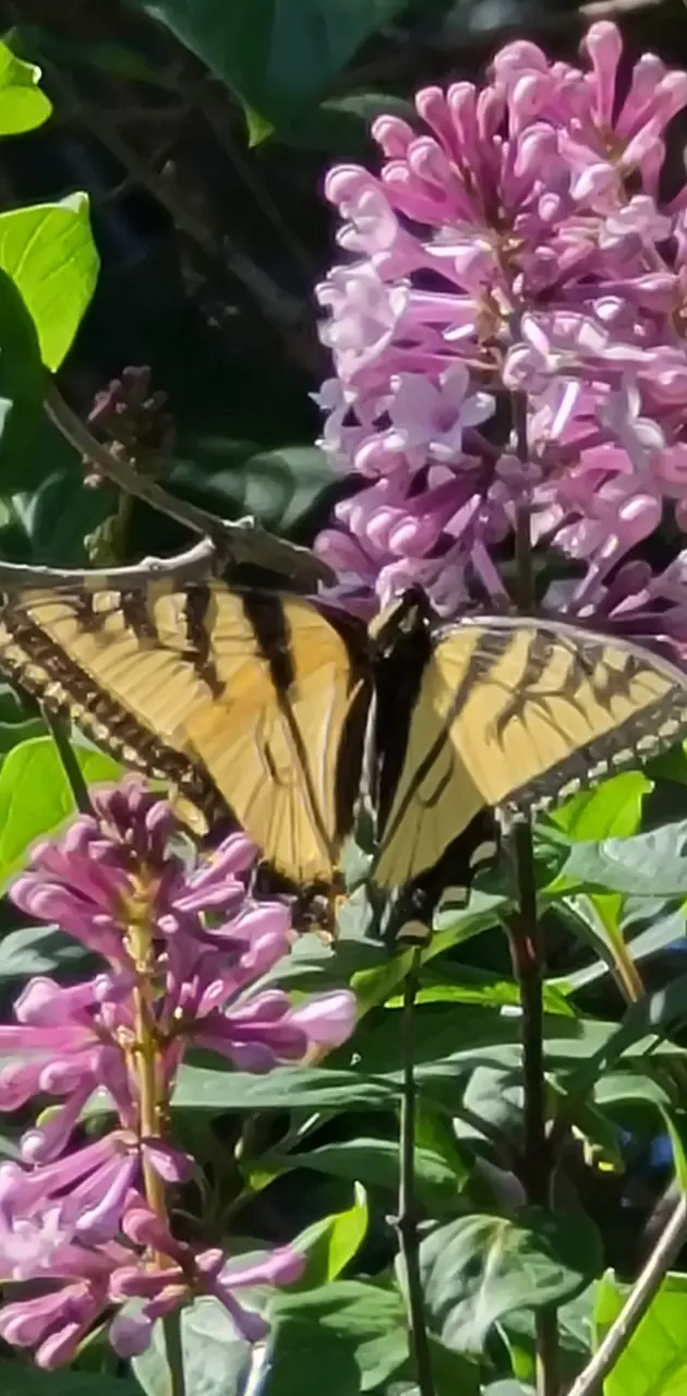 Butterfly in Lilacs