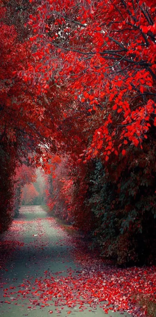 Red Autumn road