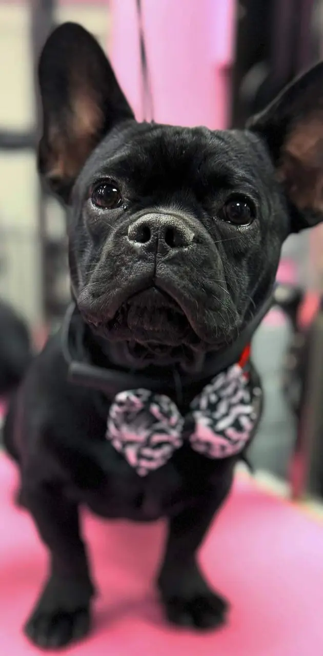 Cute Frenchie puppy