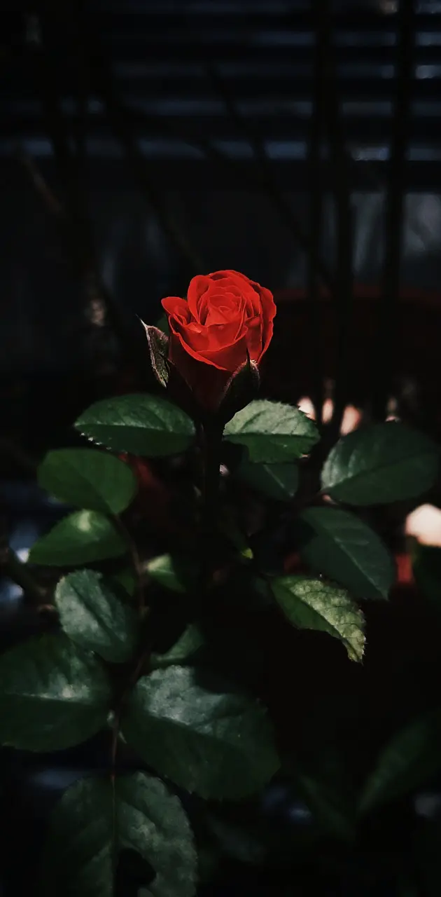 Rose In Darkness 