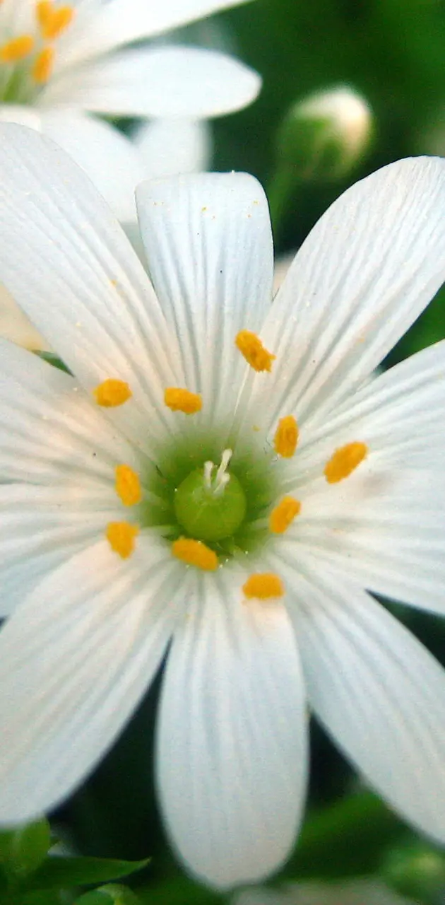 Beautifull Flower