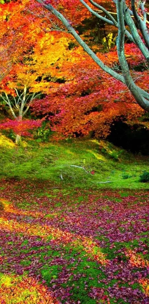 Colorful autumn