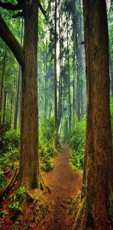 Path forest