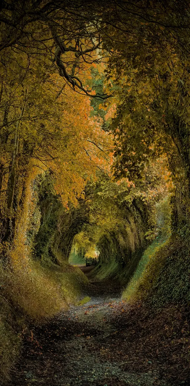 Tunnel Forest