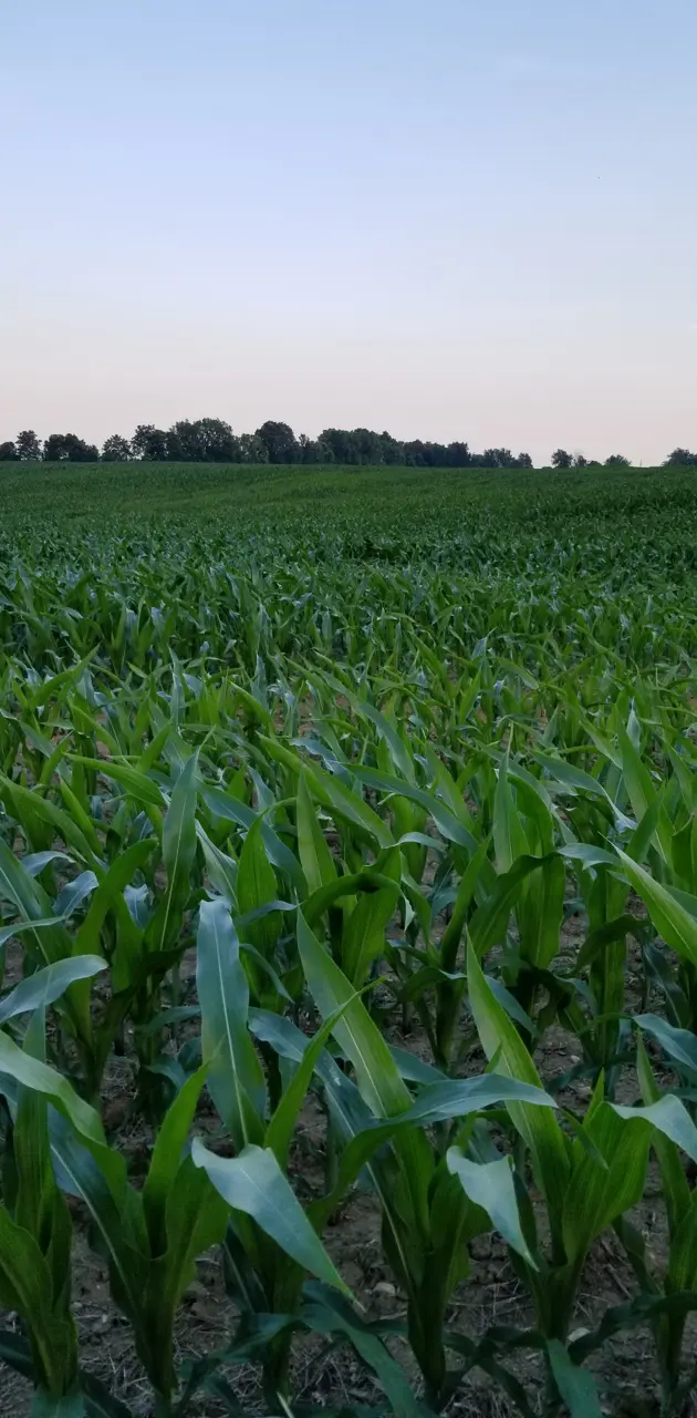 Corn Field Farm