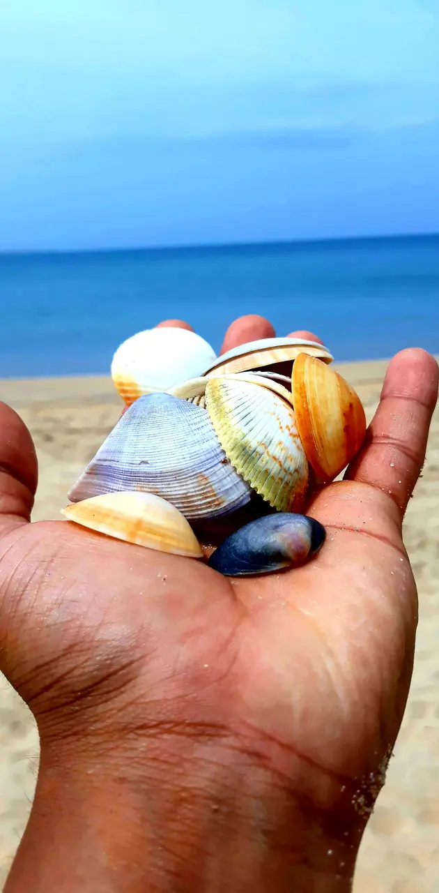 see shells