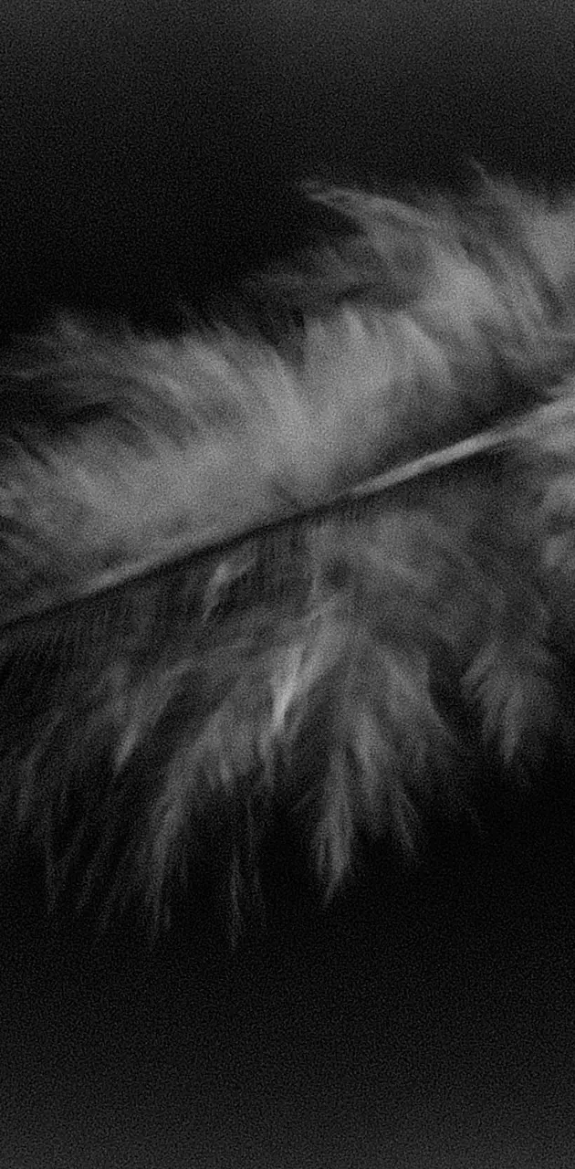 Feather BW