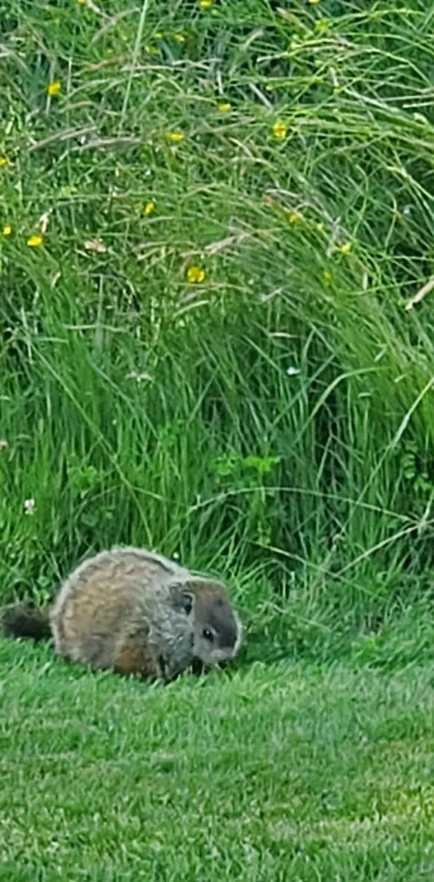 Baby groundhog 