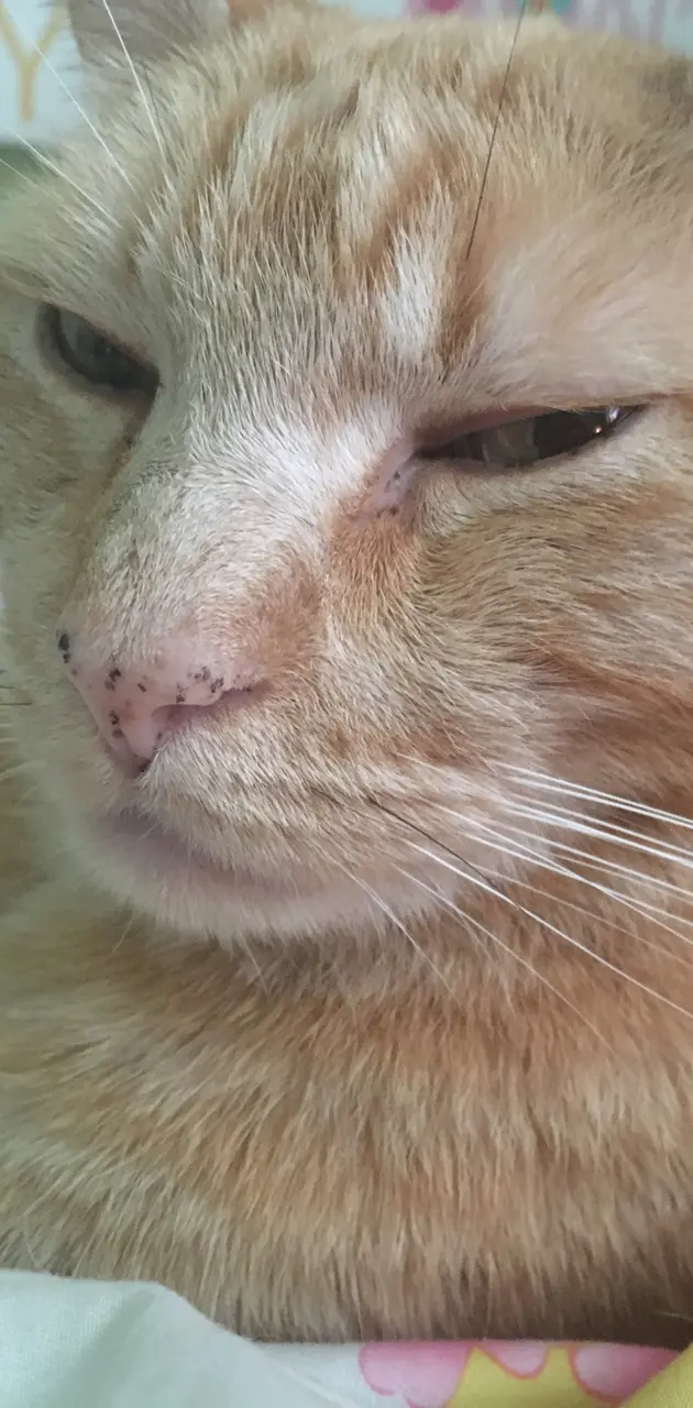 Kitty cat glare