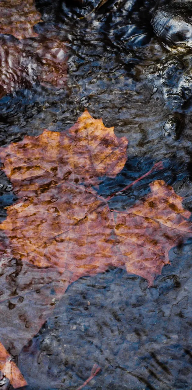 Fall leaves water 2