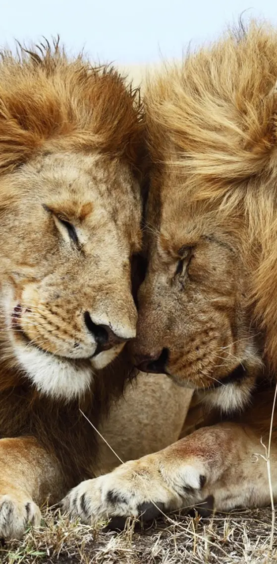 Couple Lions