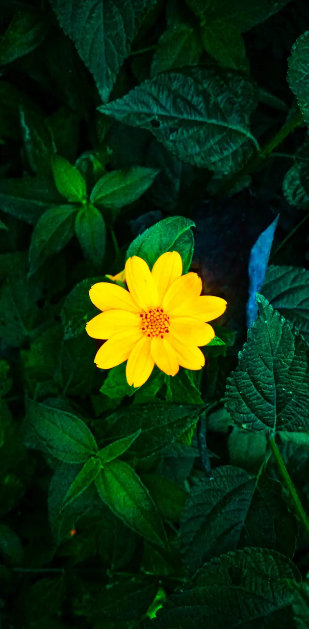Glowing flower