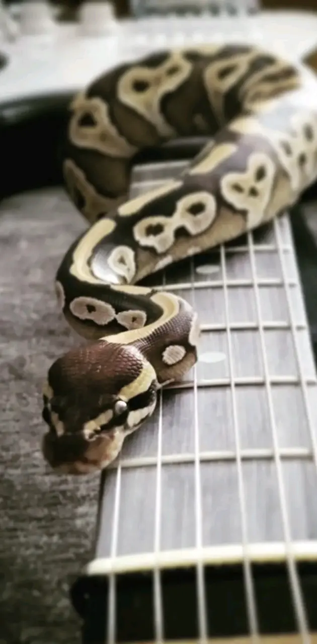 Guitar Python