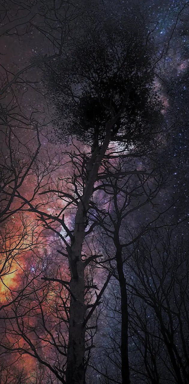 Galaxy trees