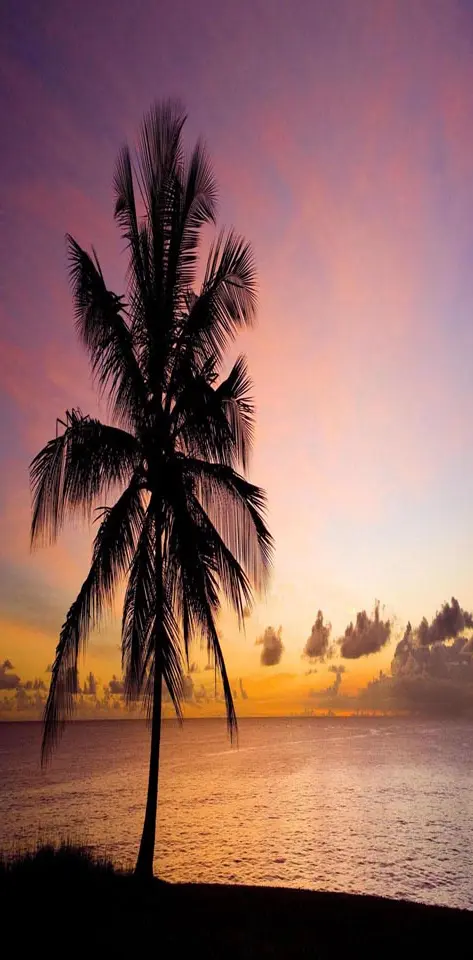 Nature palm tree
