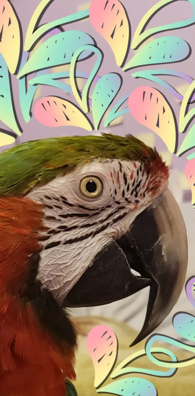 Harlequin macaw bird