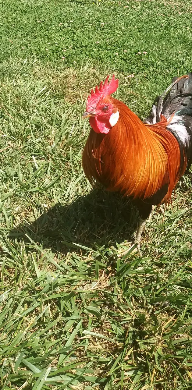 Pinoy rooster