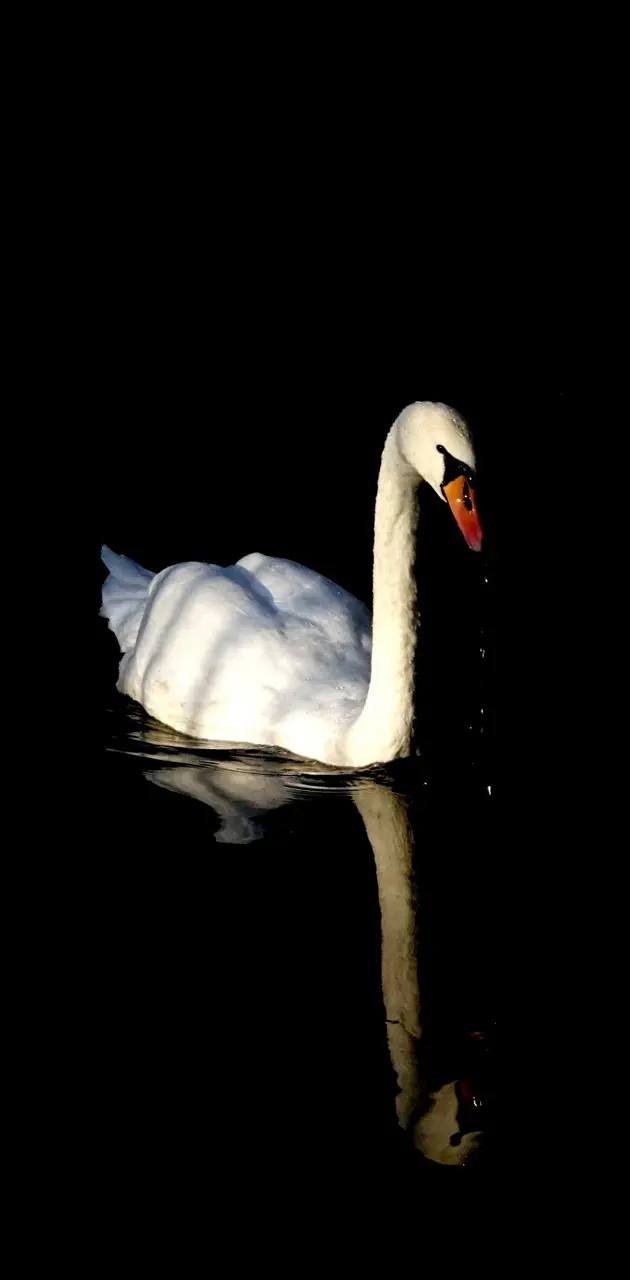 Swan in dark water