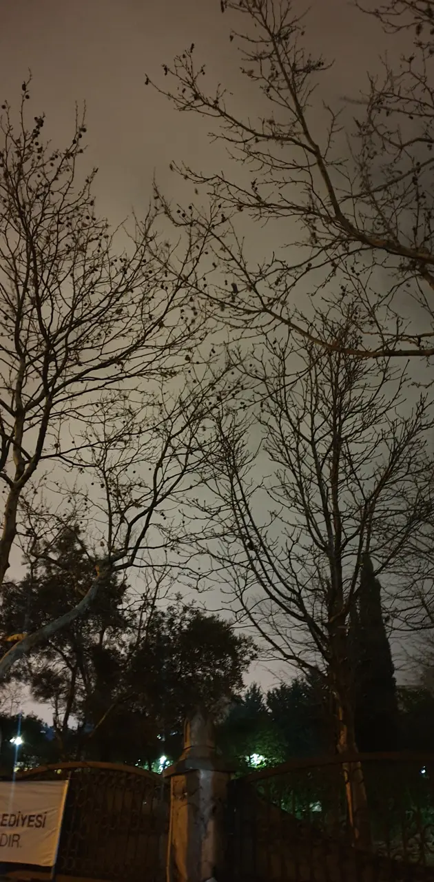 Night trees