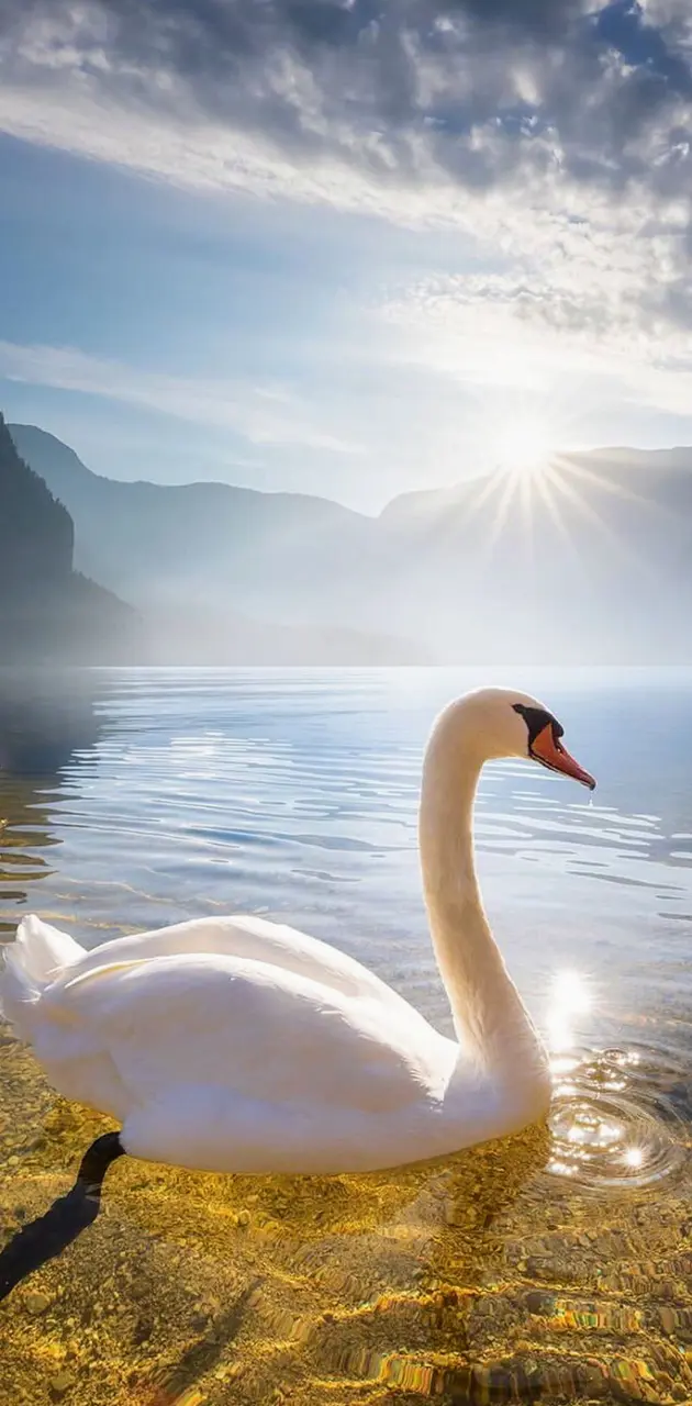 Swan lake