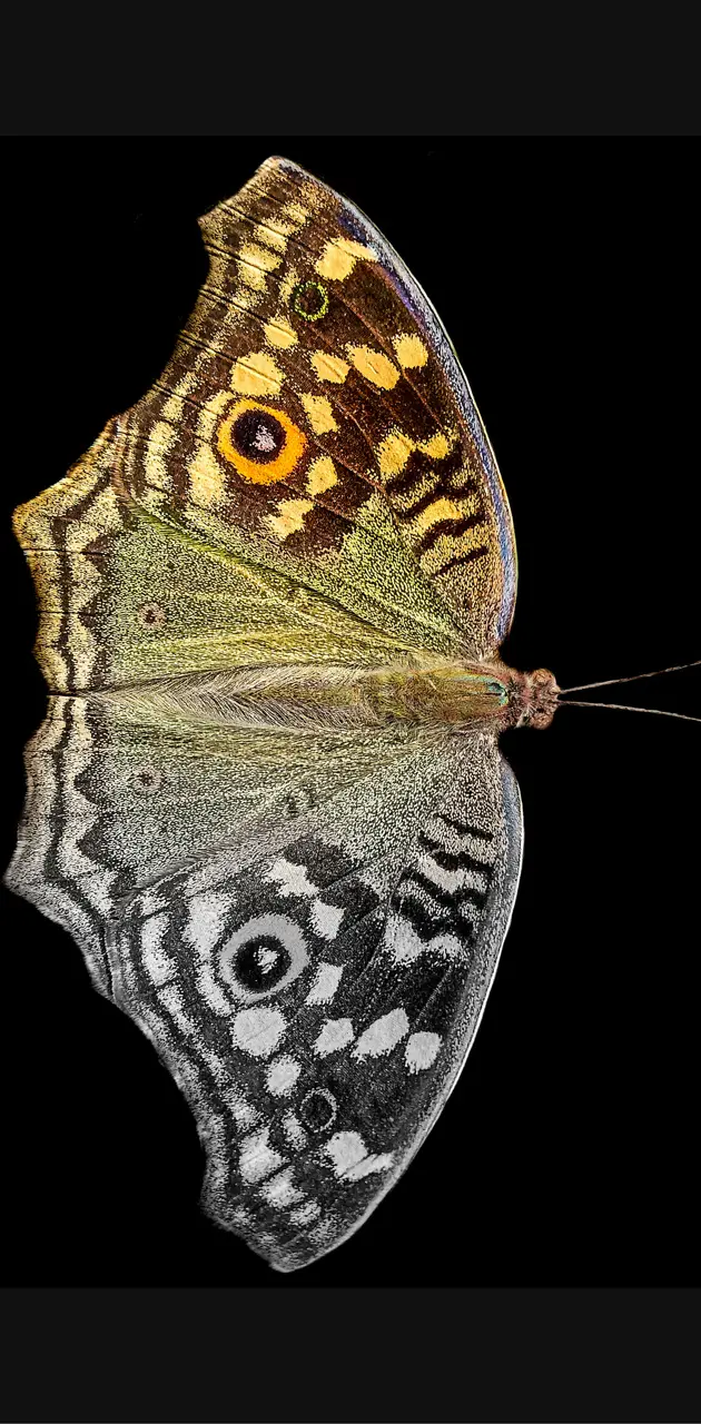 LemonPancy Butterfly