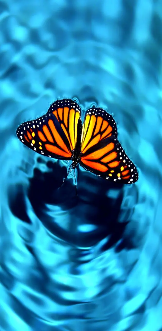 orange butterfly background images