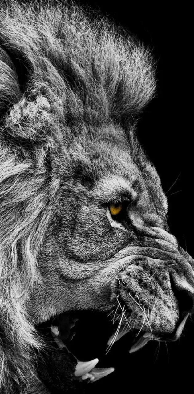 lion wallpaper black and white