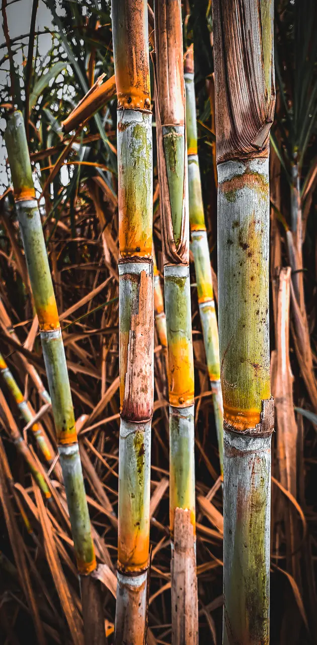 Sugar cane natural 