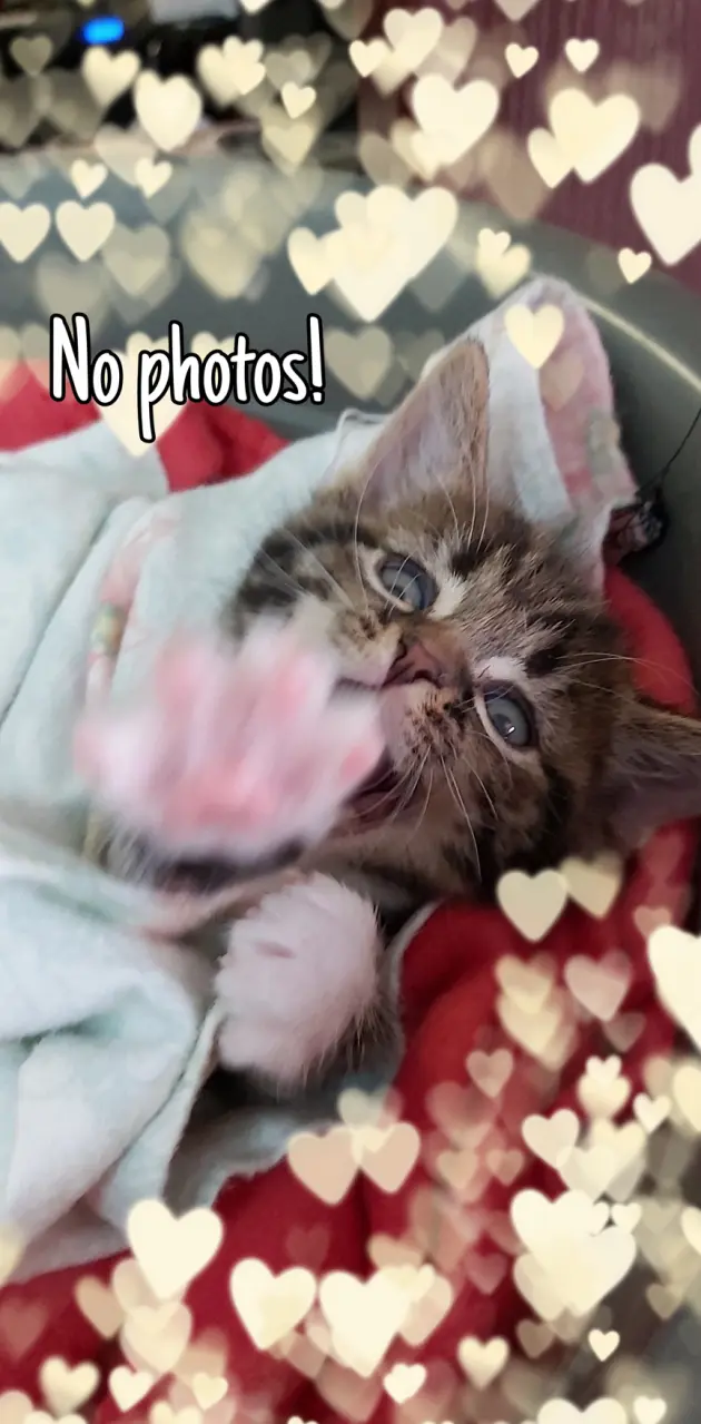 No photos