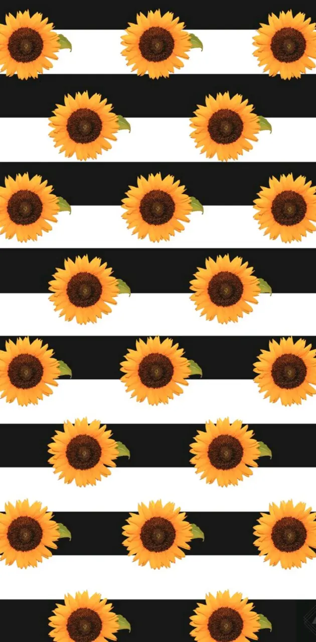Sunflower Stripes